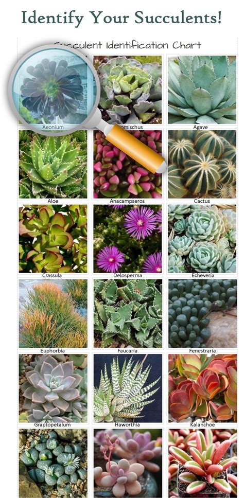 Identify succulent. Even though succulents are low maintenance plants, being able to identify different types of succulents still help you take better care of them. Here are some of the most widely known succulents ( Sedum, Cactus, Echeveria, Long Tail, Senecio, Airplants, Aeonium, ...) with the featured appearance that you can use to identify your succulent quickly. 