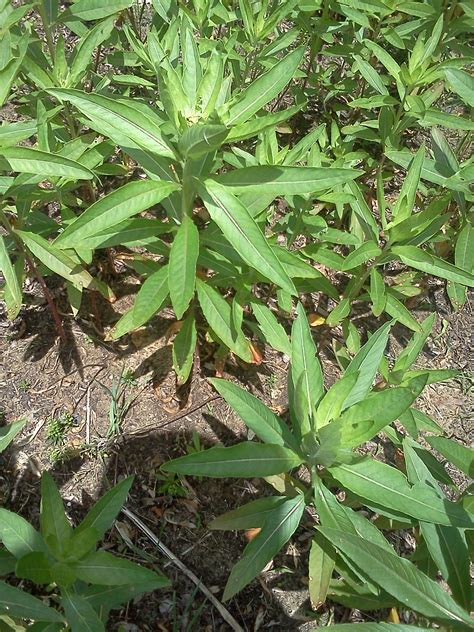 Identify this plant. Aug 1, 2023 ... PictureThis is a plant-identifying app with both free and premium versions. It's one of the most downloaded plant and flower identification apps ... 