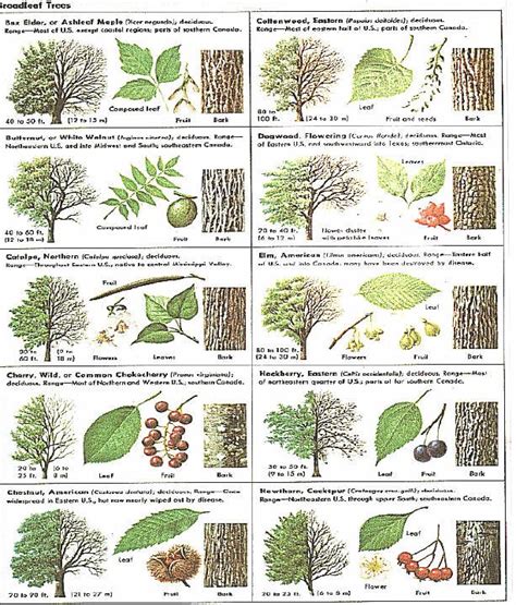 Identify tree by picture. Things To Know About Identify tree by picture. 
