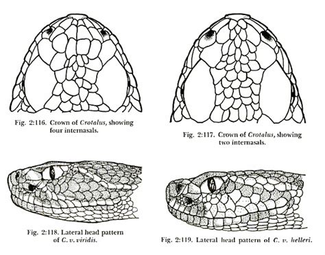 Identifying Rattlesnakes Using Head Scale Patterns The Common Naturalist