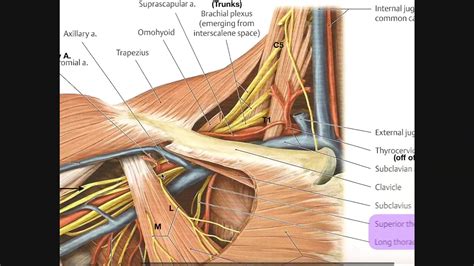 Identifying Structures in the Axilla [Part 2] YouTube