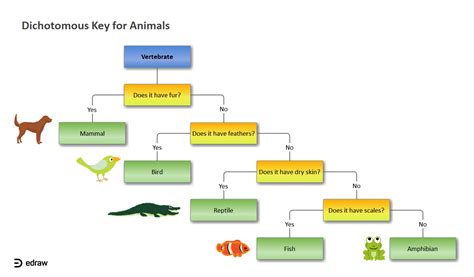 Identifying Vertebrates Using Dichotomous Key