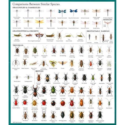 Love learning about bugs? A bug identification guide for beginners makes it easy to check out whether you’ve found a beetle or a butterfly. Learn more about bug and insect identifi.... 