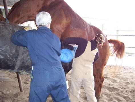 Identifying and solving semen quality problems in stallions