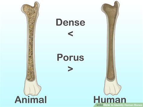 Identifying if the bones are human