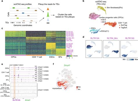 Identifying transposable element expression dynamics and