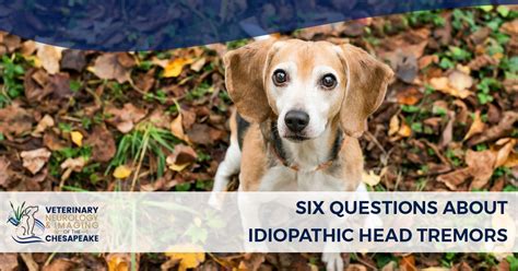 Idiopathic Cerebellar Tremor Syndrome Dogs Cbd