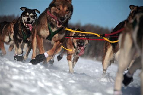 Iditarod standings, mushers, map & more: Everything to know …