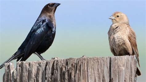 If Brown-headed Cowbirds are reared by other …