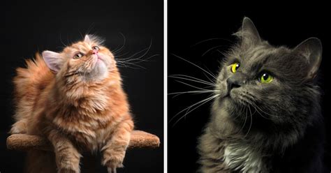 If You Were A Cat, What Color Would Your Fur Be? - BuzzFeed