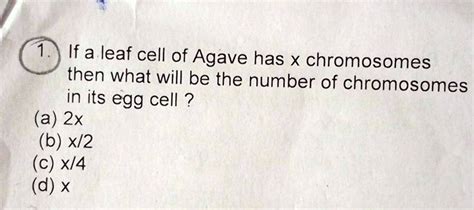 If a leaf cell of Agave has x chromosomes then what will …