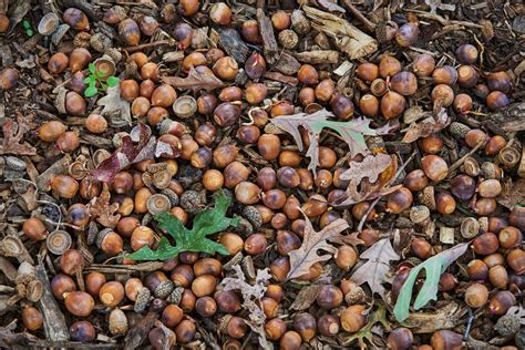 If it seems like there are a lot of acorns this fall, you might be seeing a `mast’ year