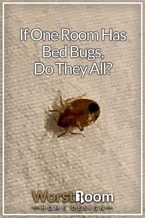 If one room has bed bugs do they all. Bed bugs can travel from room to room in mere minutes. They can travel about 100 feet during the night but have been known to move as fast as four feet per ... 