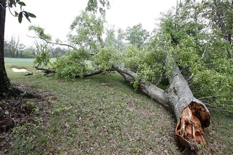 If pecans from my tree fall into my neighbors yard who ownes the …