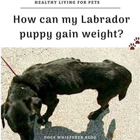 If the puppy is underweight, then add very small increments to each meal every day until they are no longer underweight