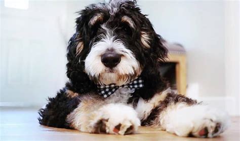 If you are wanting to bring home an Australian Bernedoodle late now is the time to get on the list