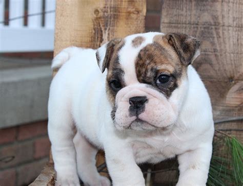 If you live in Toledo, you might want to contact Blossom Ridge Bulldogs, from Sugarcreek, as they commonly ship puppies to the Toledo area