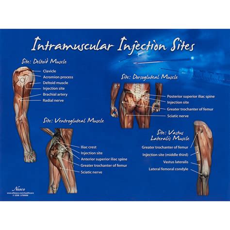 Igf 1 Intramuscular Injection