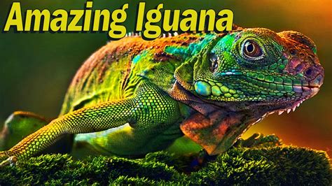 Iguana Changes in Different Colors Amazing Reptile YouTube