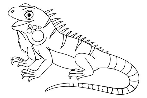 Iguana Coloring