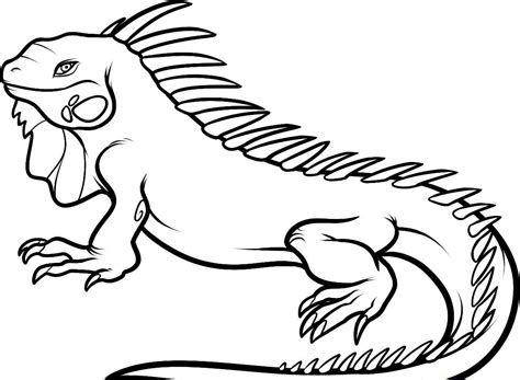 Iguana Coloring Pages