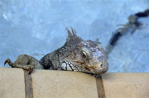 Iguana Control for the Yard and Garden BUGSPRAY