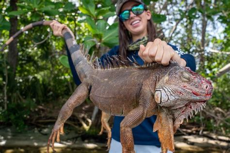 Iguana Hunting Florida Prices
