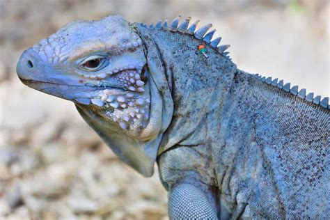 Iguana azul. Entendiendo a la iguana azul. Como su nombre indica, la iguana azul es conocida por su coloración azul distintiva, que puede variar desde un gris azulado … 