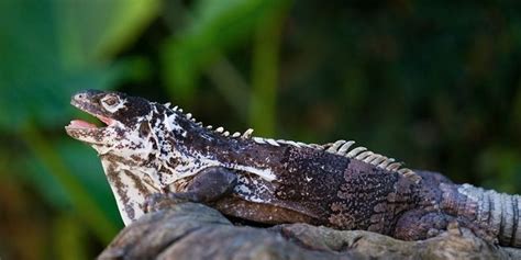 Iguana de órgano en Guatemala Aprende Guatemala.com