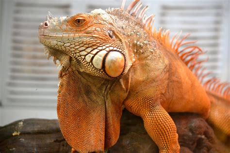Iguanas for sale near me. We have a fantastic selection of beautiful captive bred iguanas for sale including blue iguana for sale, green iguana for sale online and the “dog friendly” rhino iguana for sale aka rhinoceros iguana. As with all of our … 
