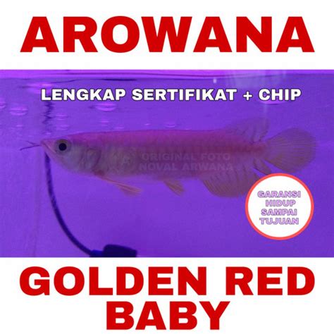 Ikan Arwana / Arowana Golden Red anakan / Baby RTG-HB - BALI …