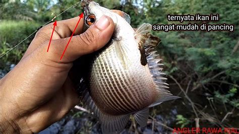 Ikan BULAN hujung BULAN - YouTube