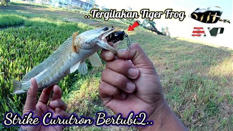 Ikan gabus 2 ekor togel. Alam kejatuhan kotoran burung togel.