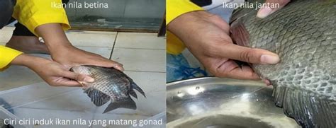 Ikan nila dengan tangan togel. Tanggal 19 bulan.