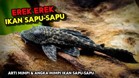 Ikan sapu sapu 2d togel. Bocoran kl buat ntar.