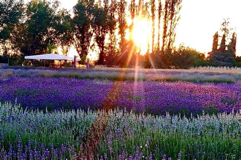 Il Lavandeto di Assisi giardino e vivaio - Tripadvisor