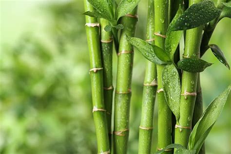 Il libro del bambù è una guida completa a questa straordinaria pianta, ai suoi usi e alla sua storia. - Manual motor yamaha xeon gt 125.