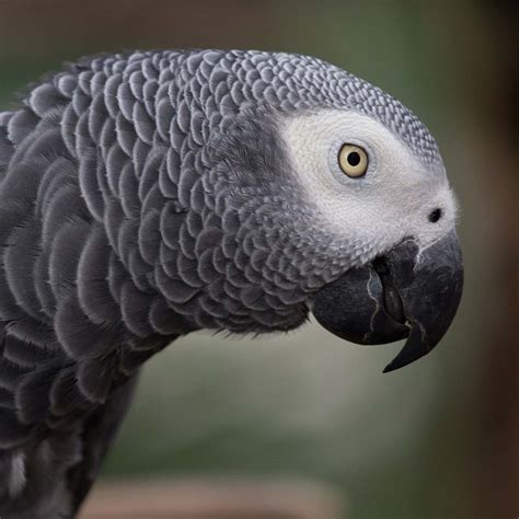 Il manuale del pappagallo grigio africano il manuale del pappagallo grigio africano. - Coby 19 tft lcd tv manual.