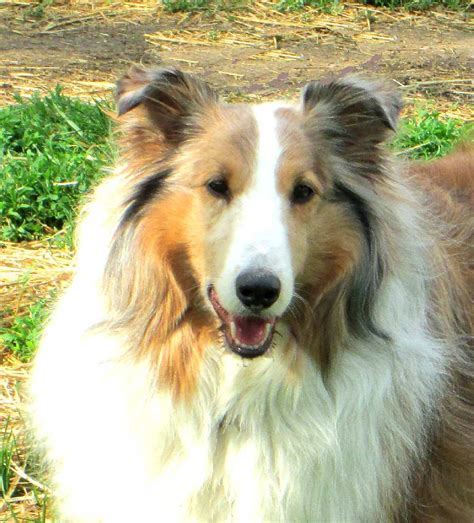 Il sheltie rescue. Debark surgery is the kindest, most humane thing we can do for a chronic barker. Debark Surgery is: Painless - Permanent - and the best long term solution for chronic barking. This is a same-day procedure that simply takes most of the noise out of the dogs bark. The dog will walk out of the vets office the same day of the surgery. 