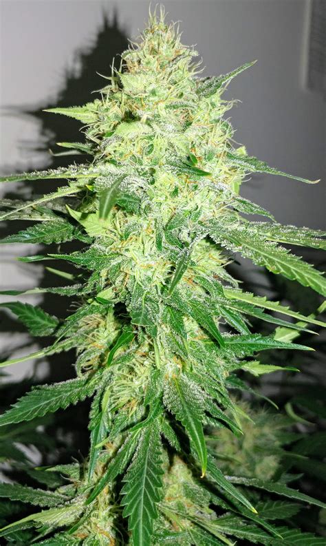 Sour Diesel autoflower seeds grow a weed that is exceptionally dank and delivers a psychedelic, energetic euphoria. After consuming this pot, you'll feel energized and ready to take on the world. There's no couch-lock with this bud. Instead, this daytime strain leaves you with good vibrations and the need to tackle tasks..