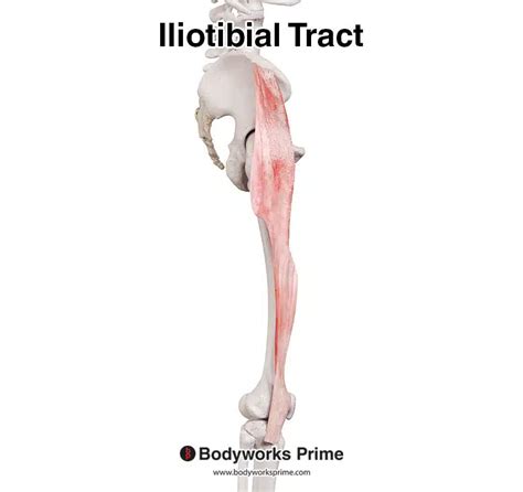 Iliotibial Tract Iliotibial Band Clinical Anatomy - YouTube