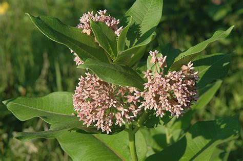 Illinois Milkweeds