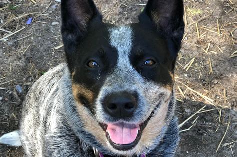Illinois australian cattle dog rescue. Australian Cattle Dog Marion County, Indianapolis, IN ID: 24-03-24-00172 He is a lager cattle dog, very loving and in cattle dog fashion wants to be near us at all times. 