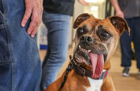 Illinois dog sets world record for longest tongue