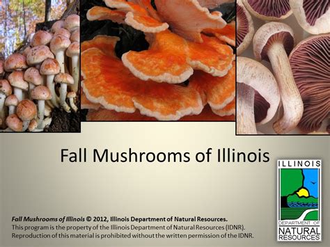 Fall. On soil under mixed hardwoods. 6. Hericium erinaceum and Hericium americanum – bear’s head, hedgehog. Fall. On larger, dead hardwood logs. 7. Laetiporus sulphureus – sulfur shelf, chicken of the woods. Fall. On living and dead hardwoods; causes a brown cubical heartrot of living trees. 8. Grifola frondosa – hen of the woods. Fall.. 