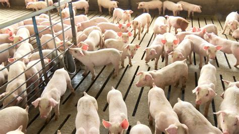 Illinois pig farmers brace for implementation of Proposition 12