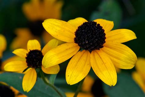 Illinois wildflowers. In this informative article, readers will find a comprehensive guide to identifying 27 different yellow wildflowers found in Illinois. Each flower is accompanied by details about its … 