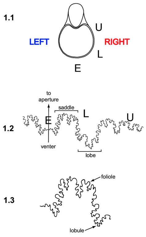Illustration of a typical ammonite suture, with anatomical terms and