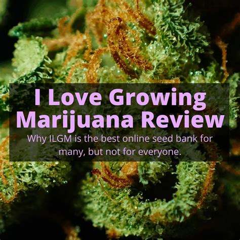 Ilovegrowingmarijuana seed bank. Things To Know About Ilovegrowingmarijuana seed bank. 