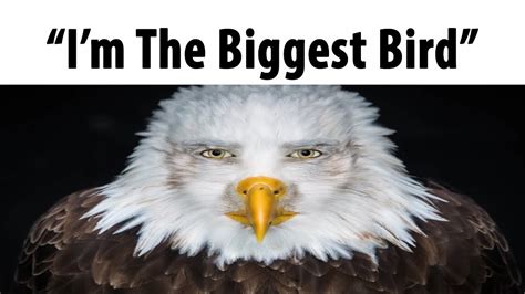 Im the biggest bird. Things To Know About Im the biggest bird. 